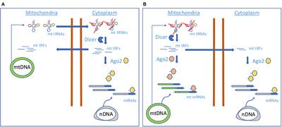 MicroRNAs and tRNA-Derived Small Fragments: Key Messengers in Nuclear–Mitochondrial Communication